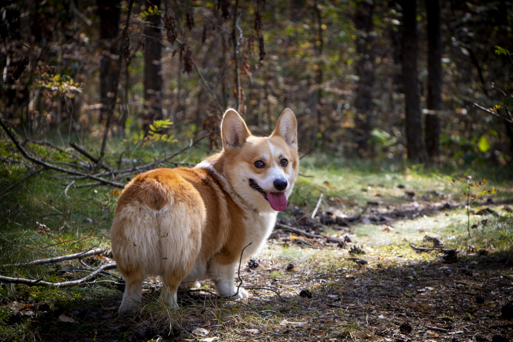 3-Fun fact Pembroke Wlesh corgi GettyImages-1179769193