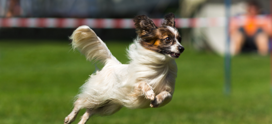 Papillon image