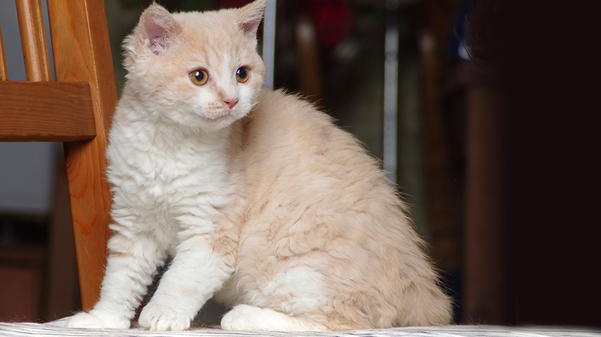 cats with wavy hair