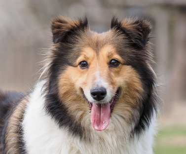 Shetland Sheepdog