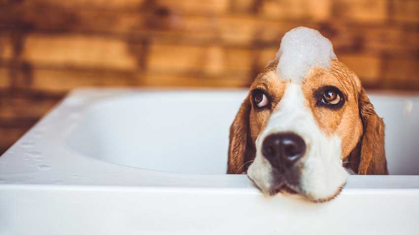 Dog-grooming-tips-hero850