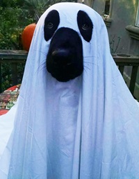 Diy Pet Halloween Costumes Pet Health Insurance Tips