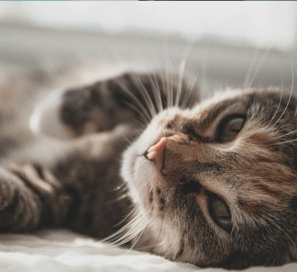 Cat laying on bed