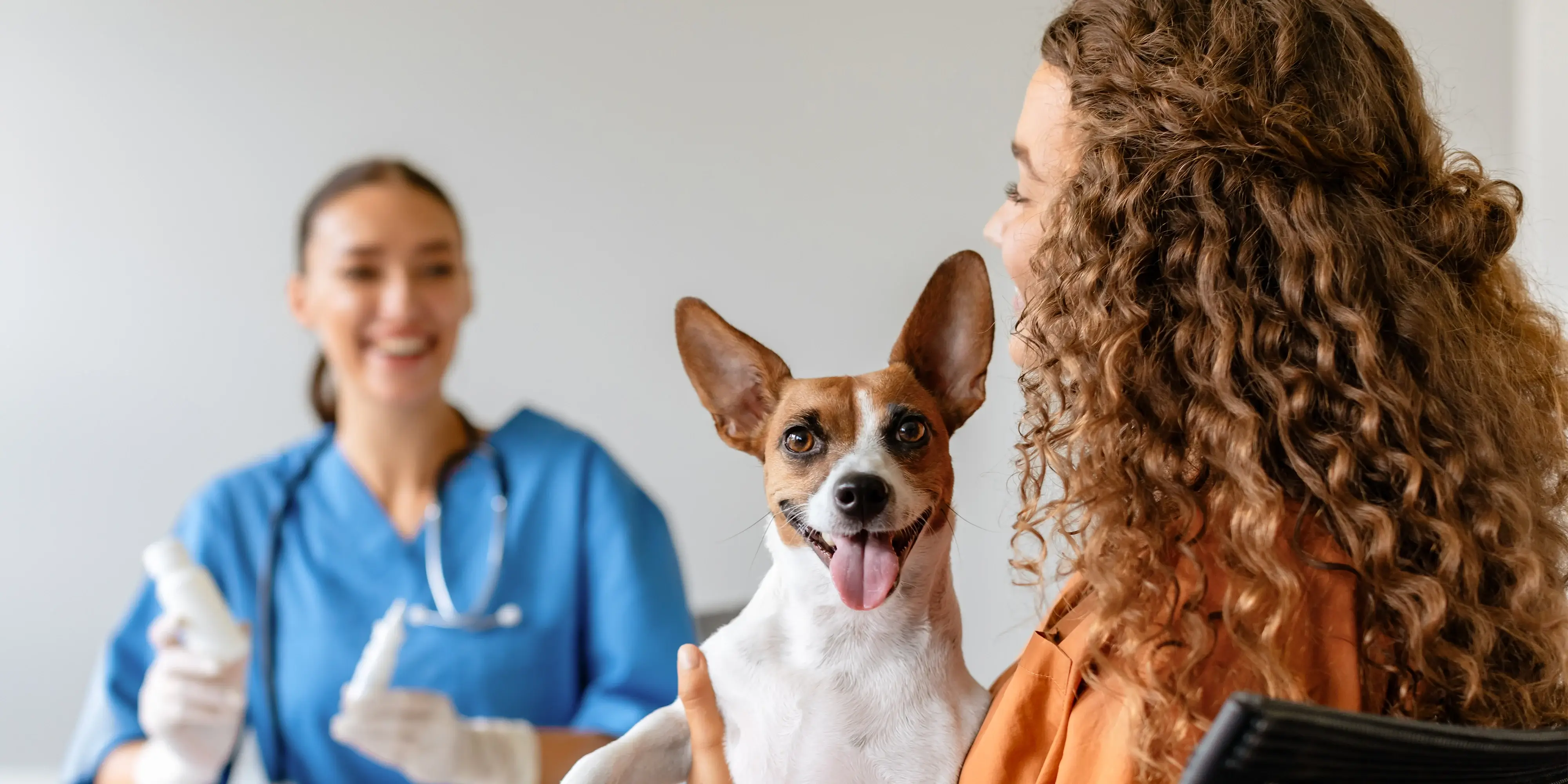 Understanding pre-existing conditions in pet insurance