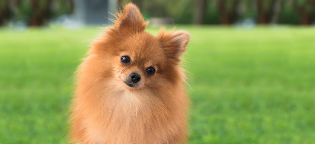 3-Fun fact Pomeranian GettyImages-157078214