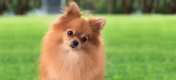 3-Fun fact Pomeranian GettyImages-157078214