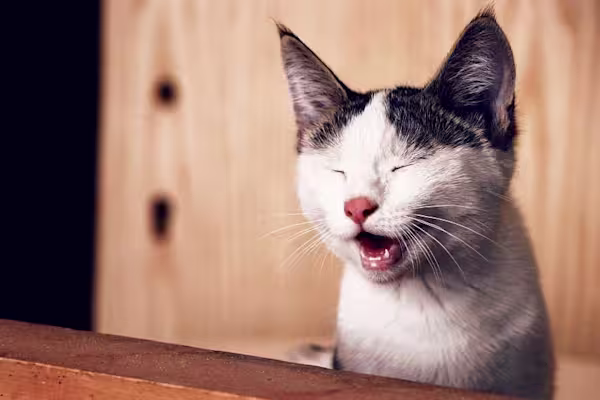 Top 50 Wackiest Cat Names of 2019
