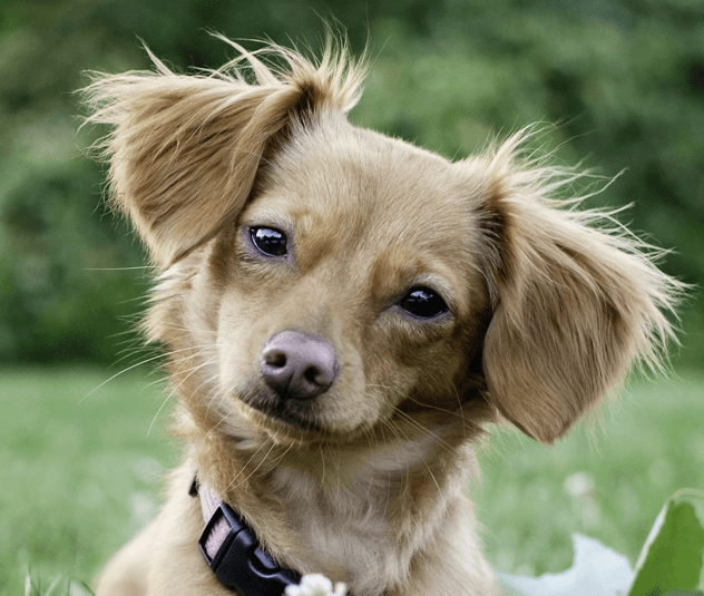 Mixed-Breed Dog (Toy)