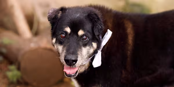 Fur-ever young: Meet the “Peter Pan pups”
