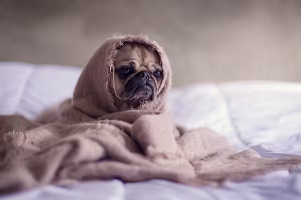 Top 50 Wackiest Dog Names of 2019