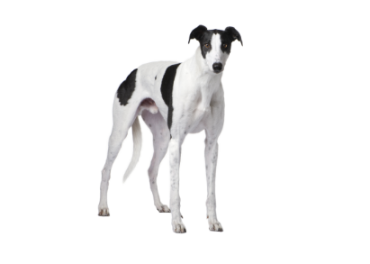 Greyhound standing — health planner for puppies through senior dogs