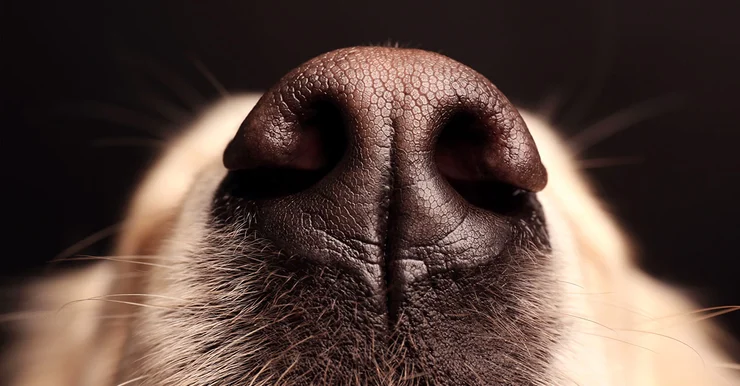 DogNose 3