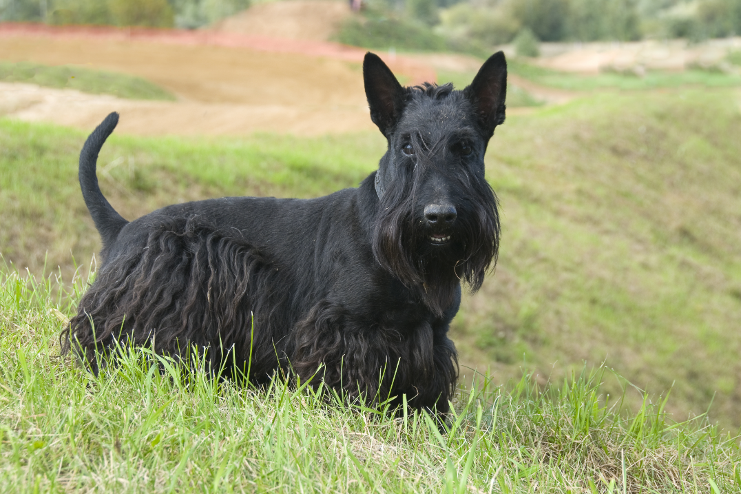 Scottish Terrier image