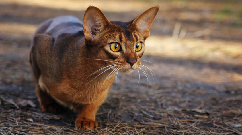 Cat breeds store good with toddlers