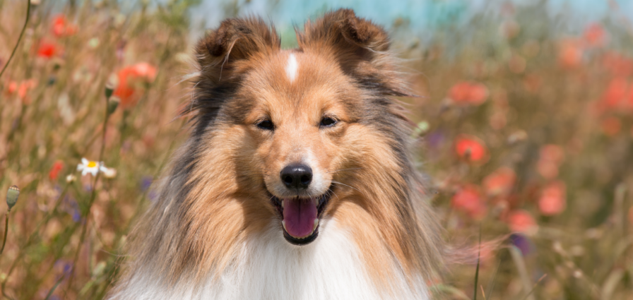 Shetland Sheepdog introduction
