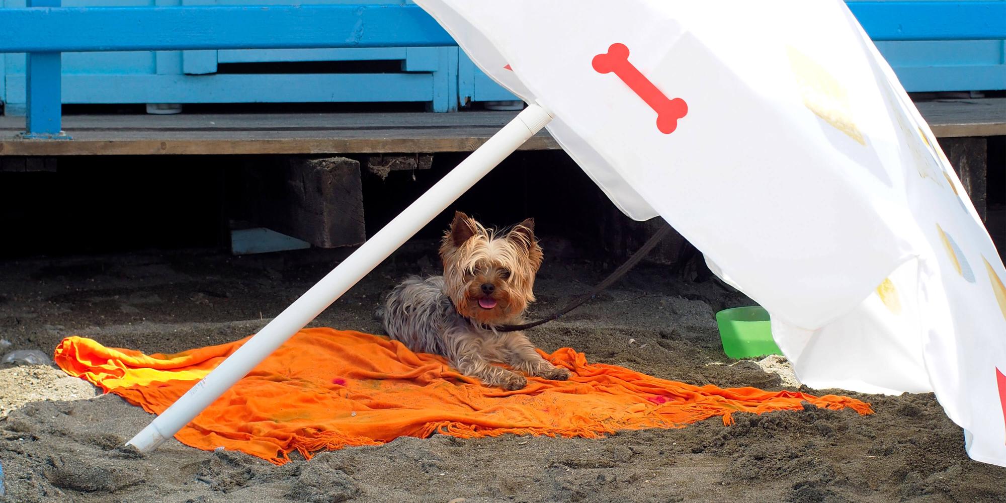 Does your dog need sunscreen?