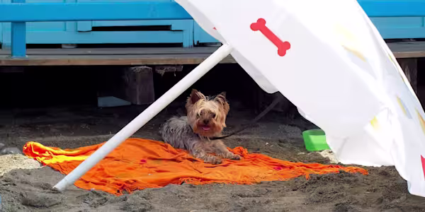 Does your dog need sunscreen?