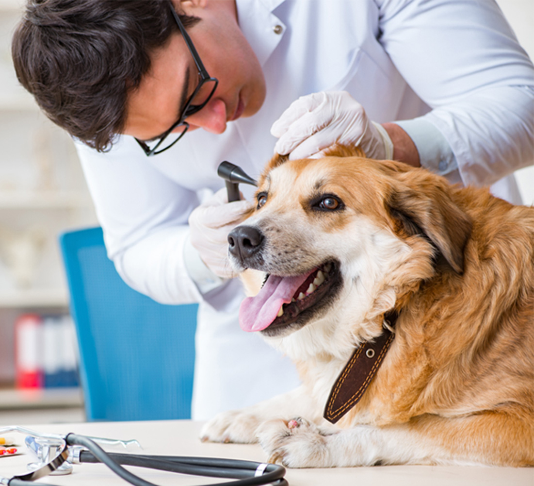 Dog check-up at the vet