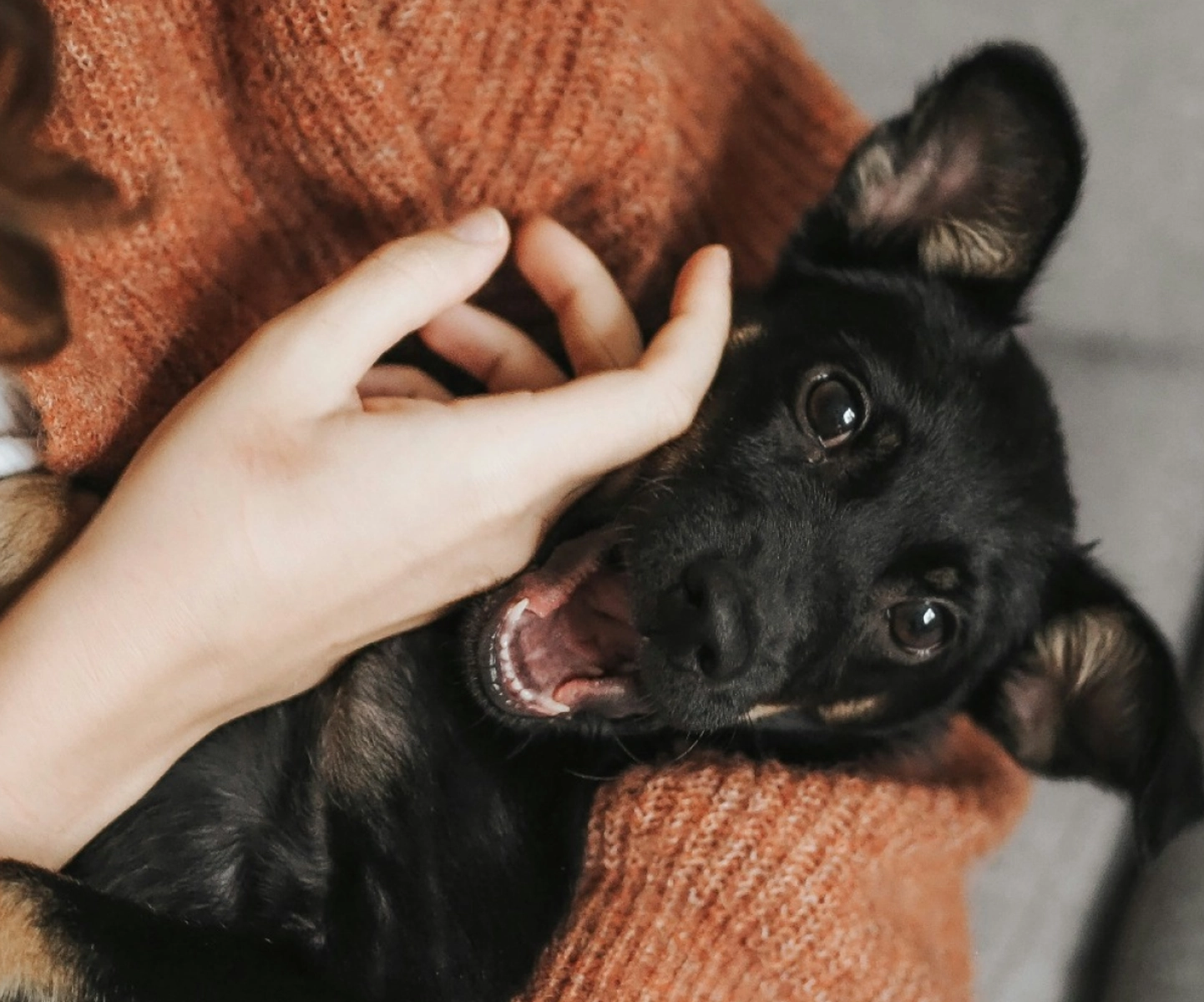 Pet parent with dog in her arms