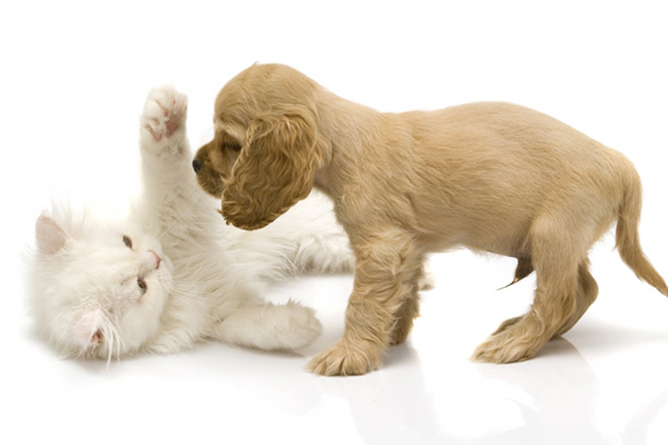 Kitten-play-w_puppy-600x400