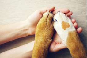 Library study 2: pet owners with pet health  insurance more likely to seek care