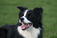 The Border Collie Care Guide: Personality, History, Training, Food, and  More - The Farmer's Dog