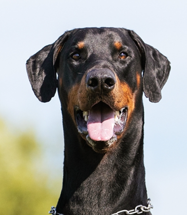 Doberman Pinscher