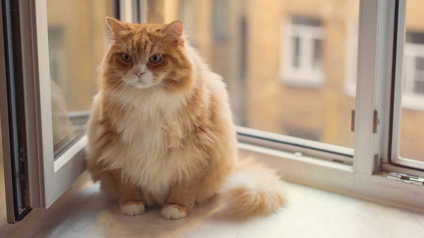 Help Pets Lose Holiday Pounds