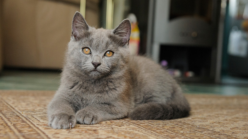 Blue hot sale chartreux cat