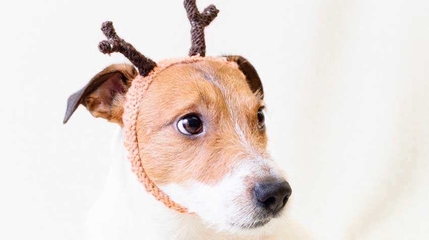 5 Ways Dogs are Like Reindeer