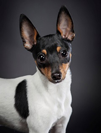 Toy Fox Terrier Dogs Breed Appearance