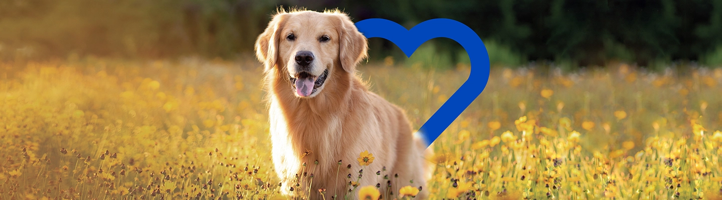 Golden retriever dog in field of flowers