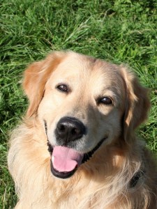 SmilingDog-225x300