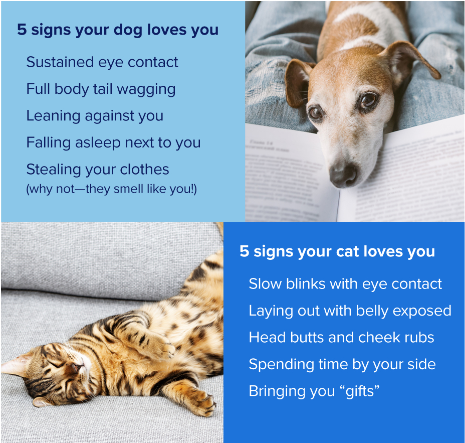 5 signs your dog loves you. Sustained eye contact, full body tail wagging, leaning against you, falling asleep next to you, and stealing your clothes. 5 signs your cat loves you. Slow blinks with eye contact, laying out with belly exposed, head butts and cheek rubs, spending time by your side, and bringing you gifts.