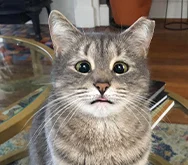 2023-WPN-green-bean-catserole