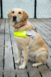 how seeing eye dogs help the blind