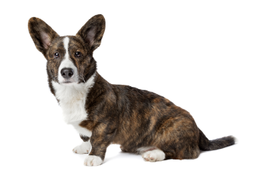 Cardigan Welsh corgi standing — health planner for puppies through senior dogs