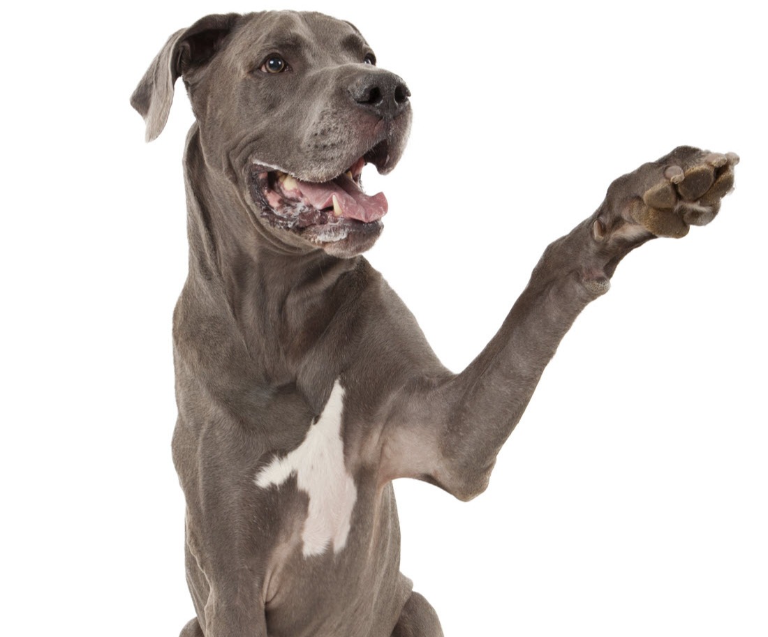 A grey dog with a white spot on its chest raising its arm.