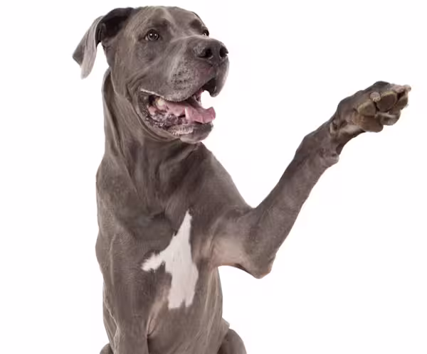 A grey dog with a white spot on its chest raising its arm.