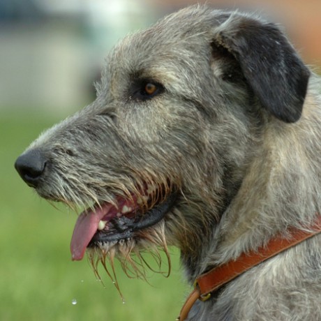 Irish Wolfhound2-460x460