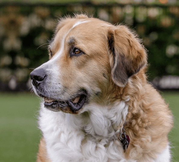 Mixed-Breed Dog (XL)