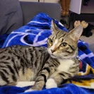 Pickles of Purrington