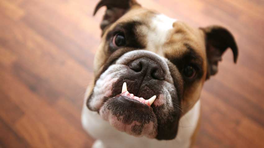 Top 50 Wackiest Dog Names of 2020