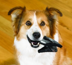 DogWithHalfShoe1-300x269