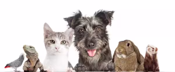 Group of animals