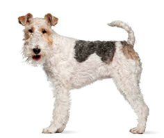 can a wire fox terrier and a bulldog be friends