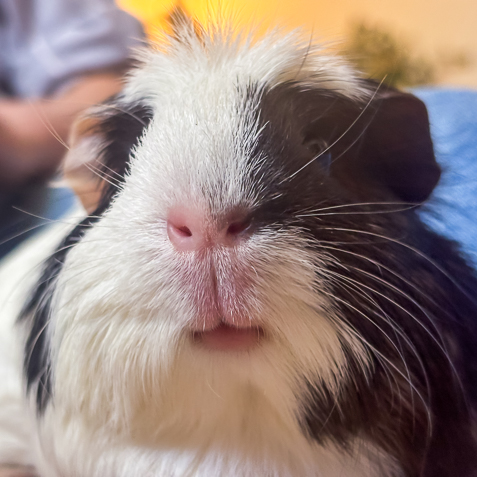 Penelopeanut