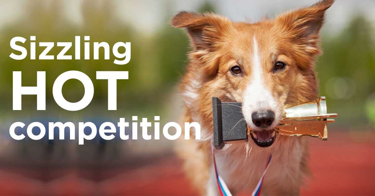 July-2018-Pet-Gazette-Tips-of-the-Trade-header