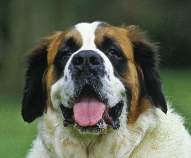 Saint Bernard