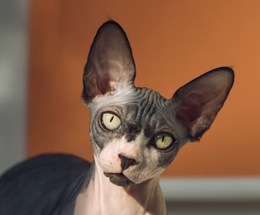Sphynx